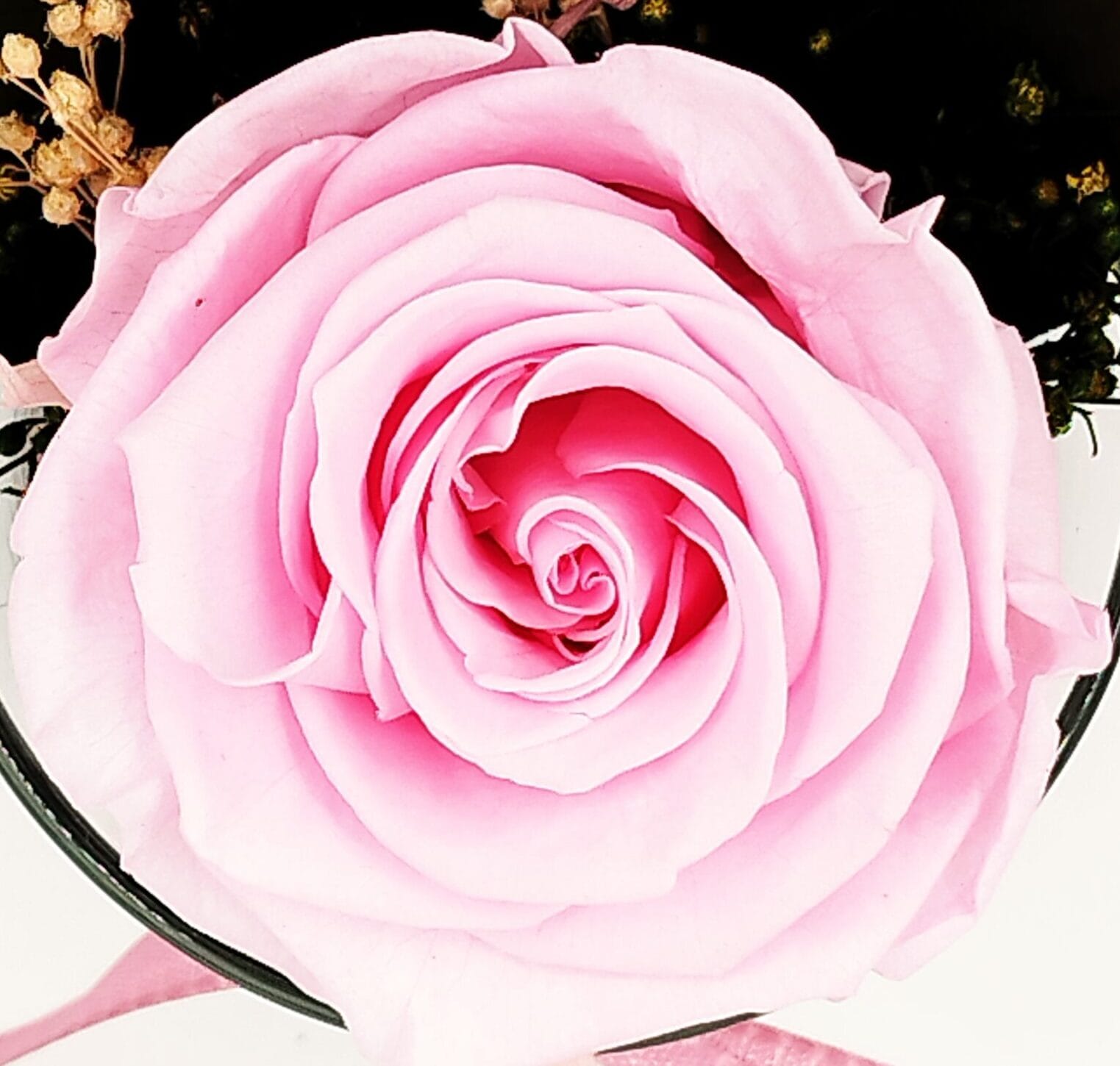 Konservierte_Rose-Pink-scaled
