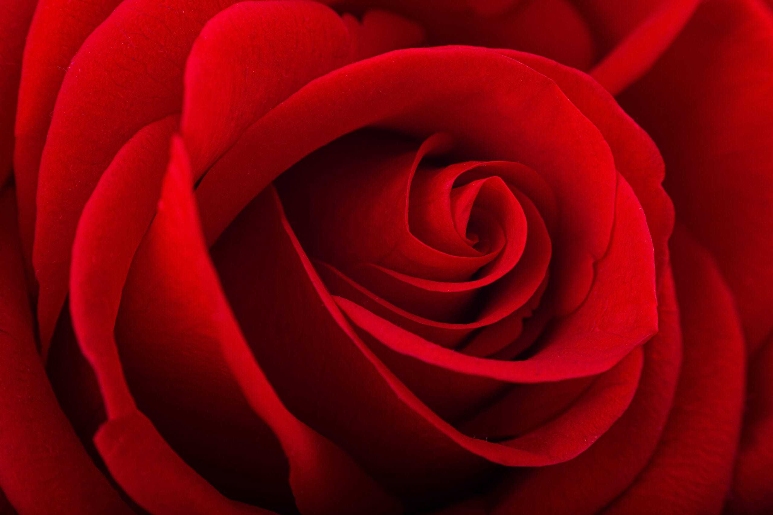 Infinity Rote Rosen rot