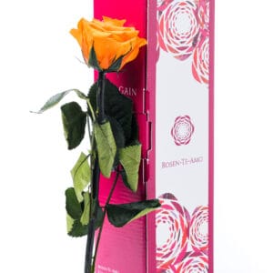 konservierte Rose orange mit Stiel 27cm - Rosenbox