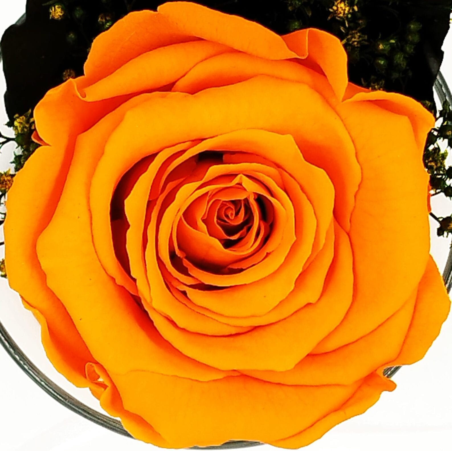 Infinity Rose Hurricane-Vase orange - orange Rose in einer Hurricane Vase Konservierte_Rose-Orange