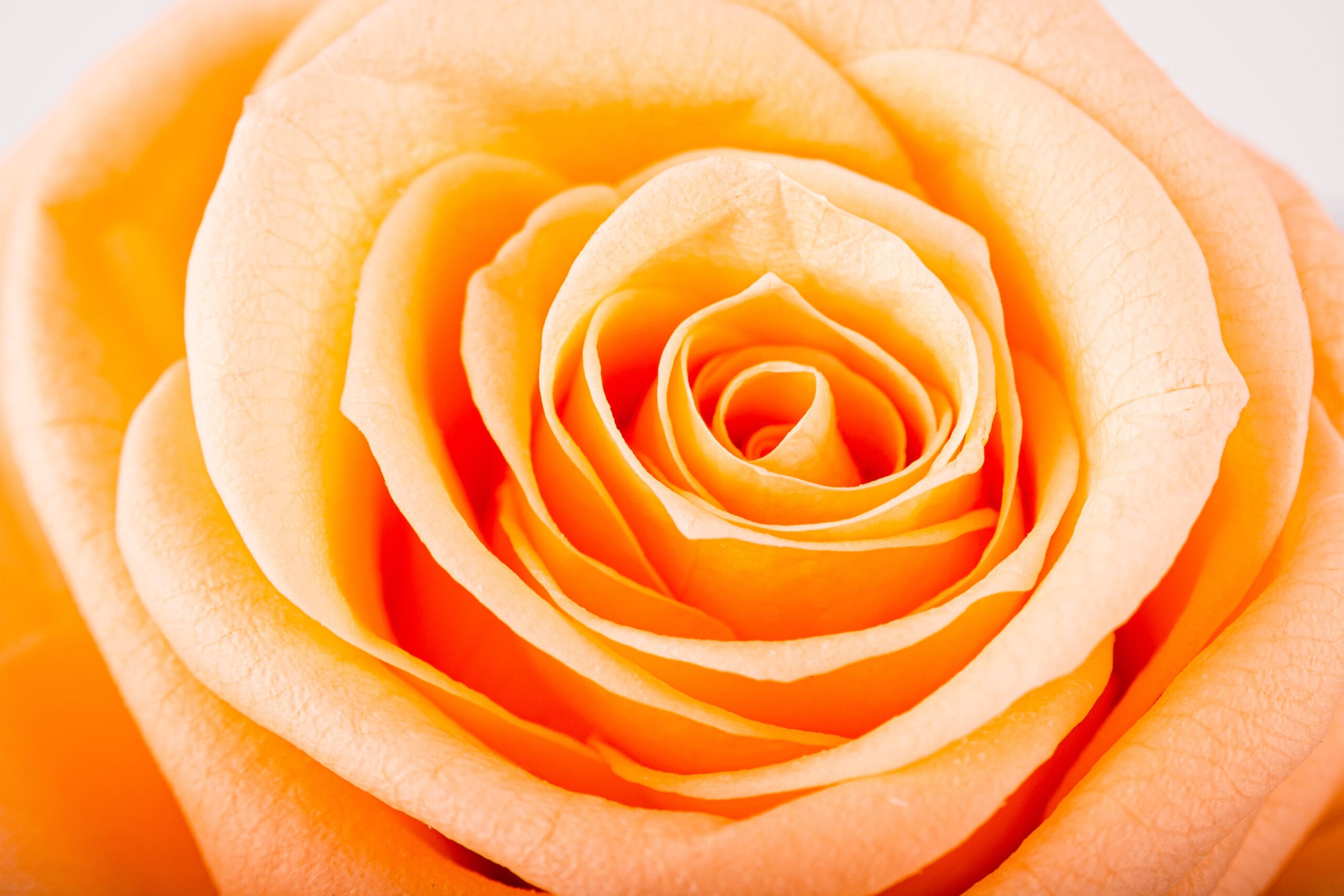 Rosen-Te-Amo -konservierte Rose mi Stiel