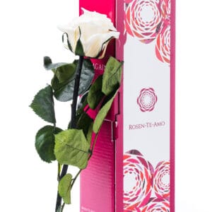 Echte konservierte Rose weiß mit Stiel von Rosen-Te-Amo