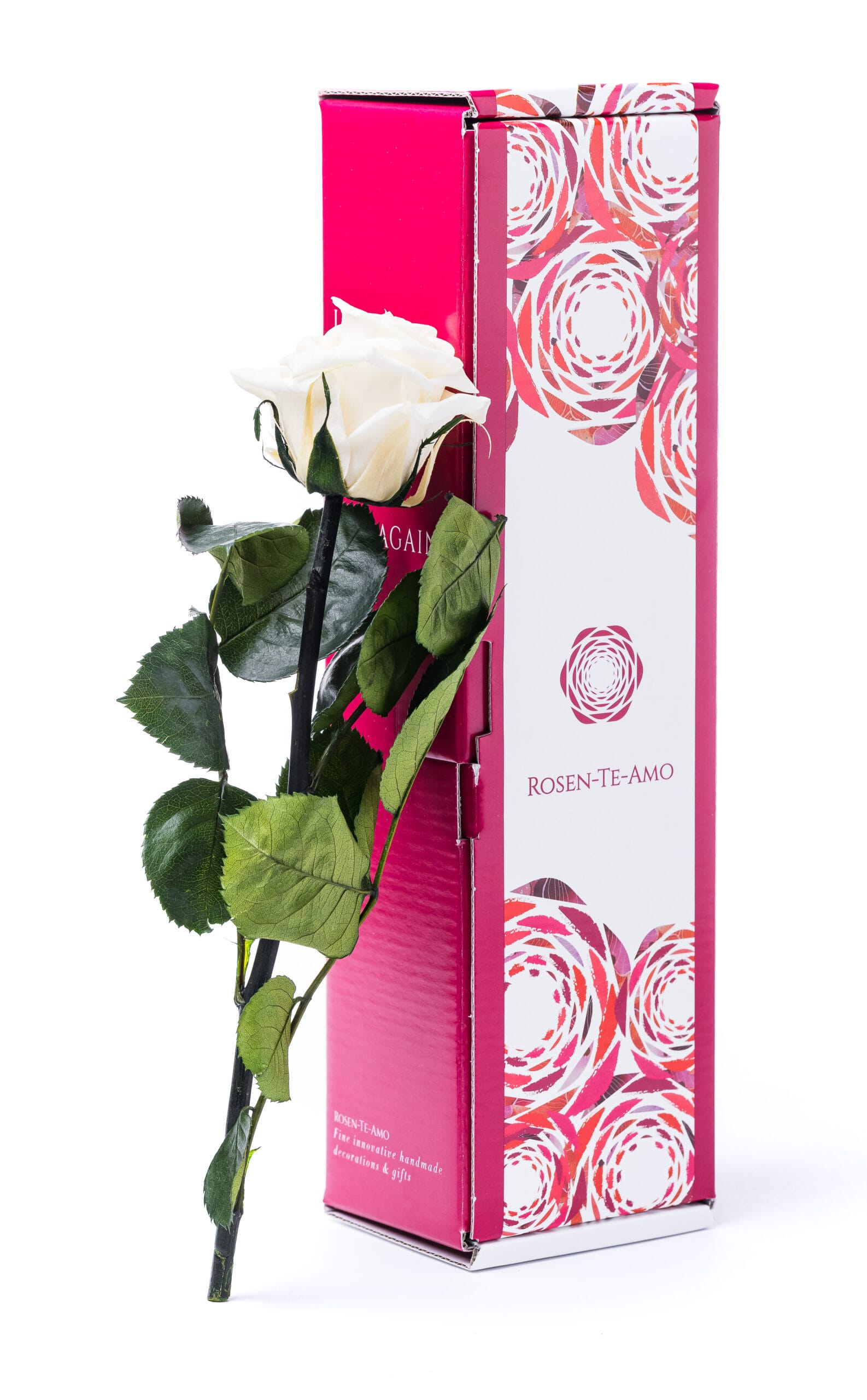 Echte konservierte Rose weiß mit Stiel von Rosen-Te-Amo