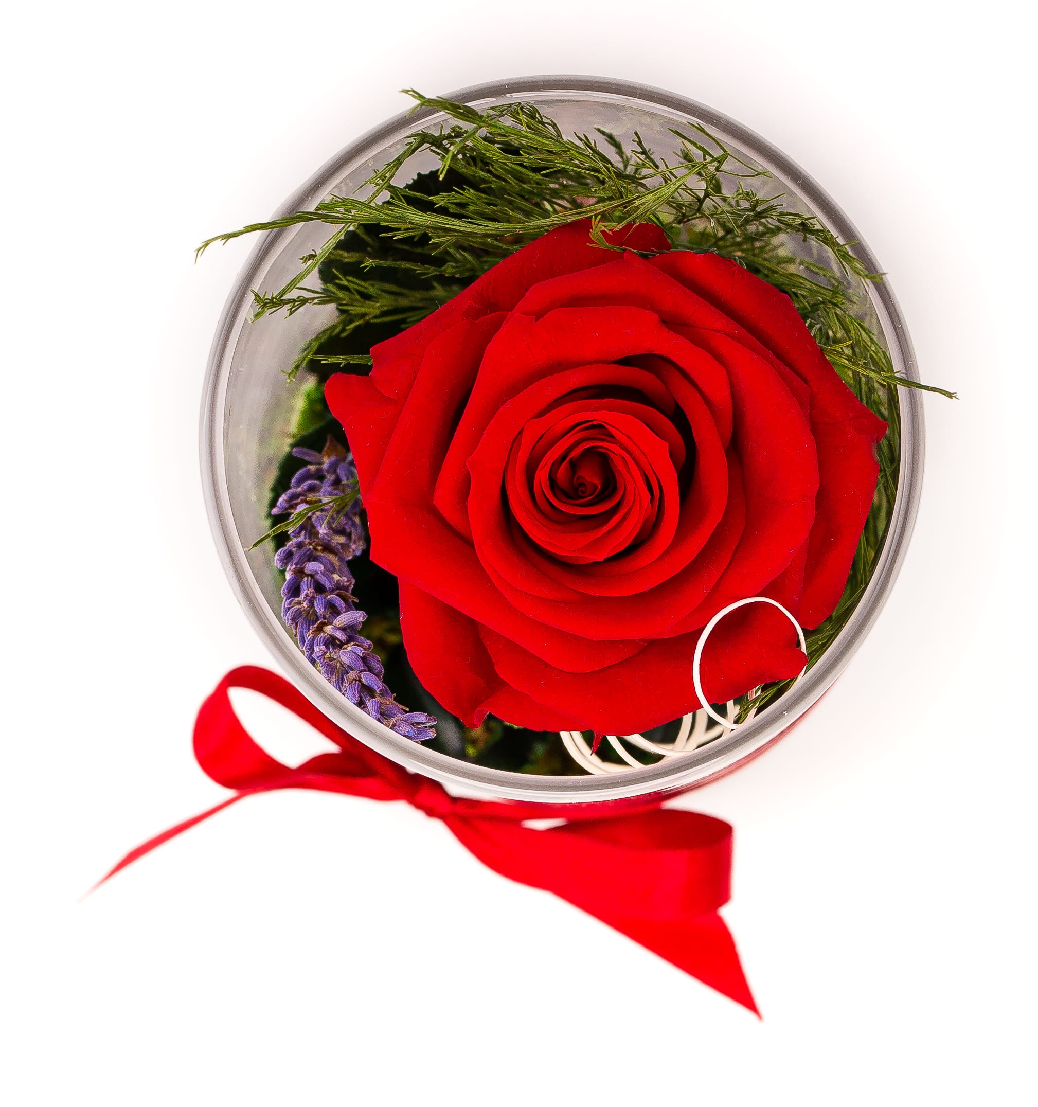 Rosen-Te-Amo Konservierte Rose in zylindrischer Vase | Rot Top