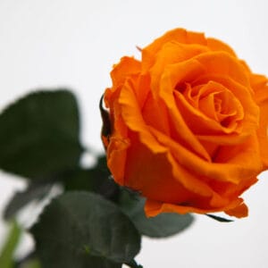 Konservierte Rose mit stiel - von Rosen-Te-Amo