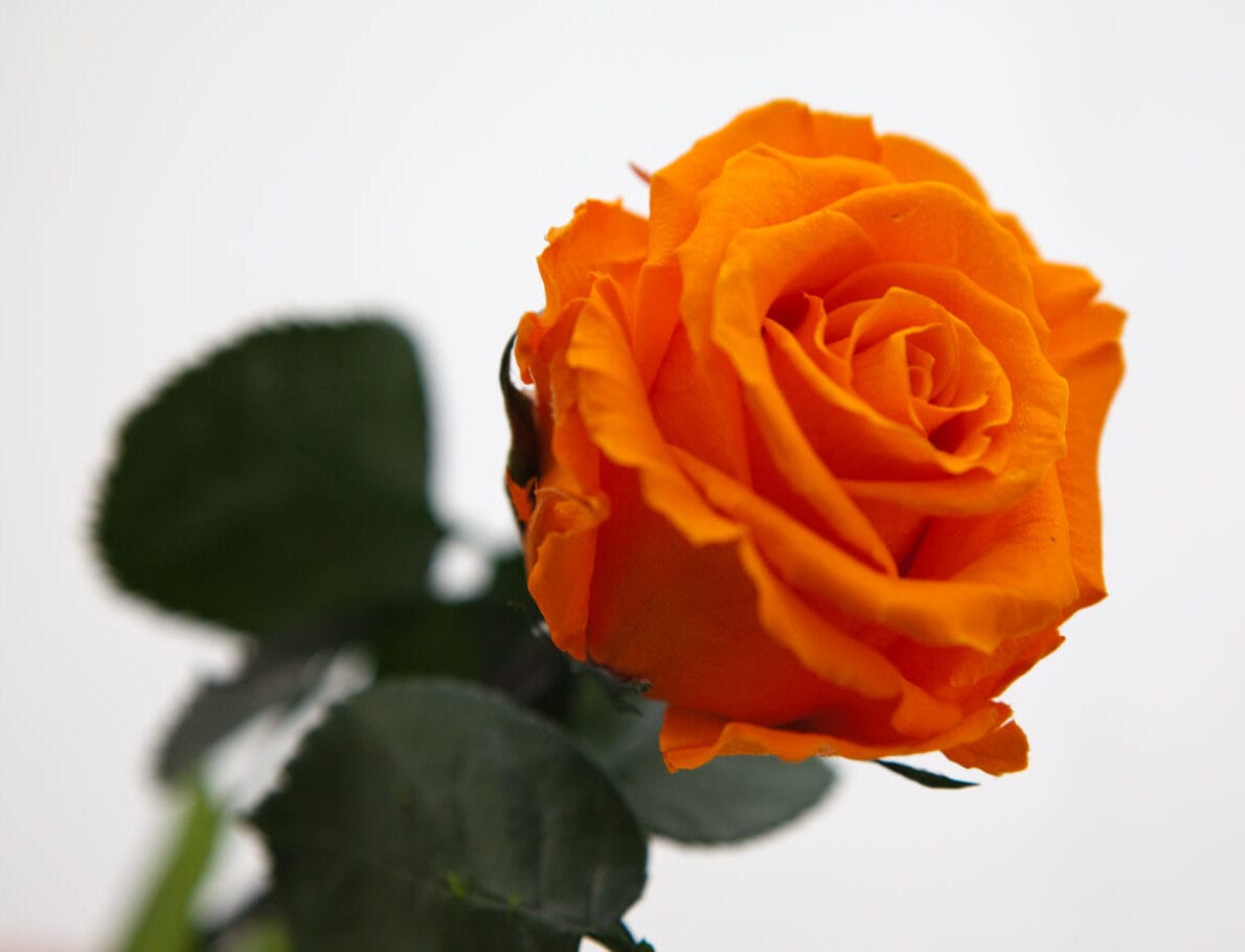 Konservierte Rose mit stiel - von Rosen-Te-Amo