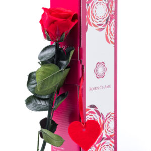 ECHTE KONSERVIERTE ROSE AM STIEL – ROTE ROSEN
