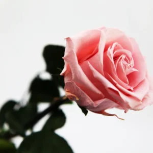 Konservierte Rose am stiel Rosa - 40 cm lange - von der Marke Rosen- Te-Amo