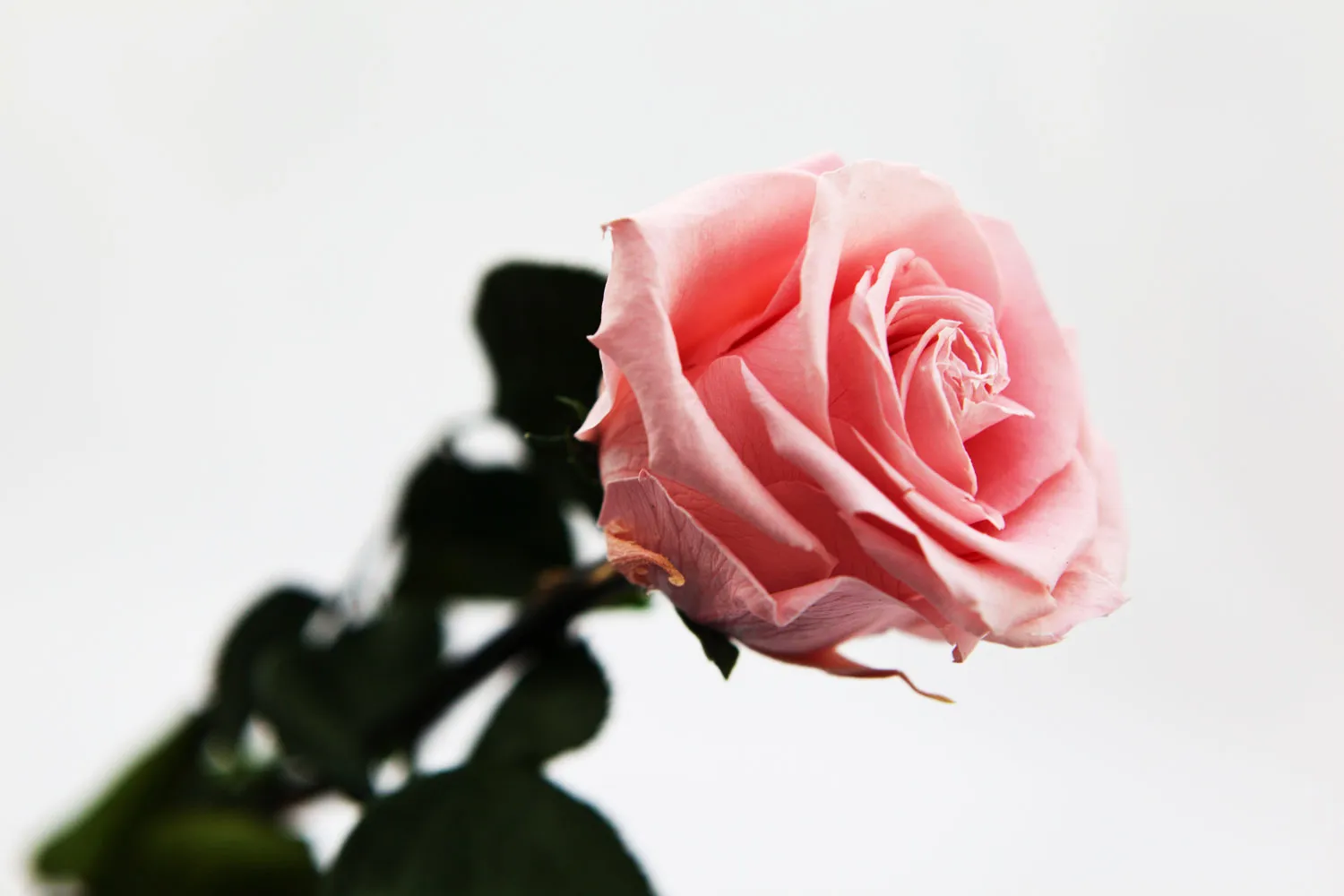 Konservierte Rose am stiel Rosa - 40 cm lange - von der Marke Rosen- Te-Amo