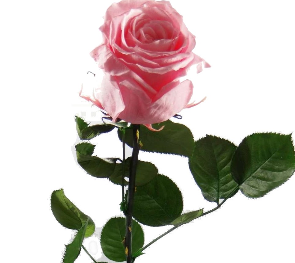 Konservierte Rose mit stiel Rosa - 40 cm lange - von der Marke Rosen- Te-Amo