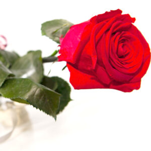 konservierte Rose Red - Rose 40 cm mit Stiel Rot Von Rosen-Te-AMo
