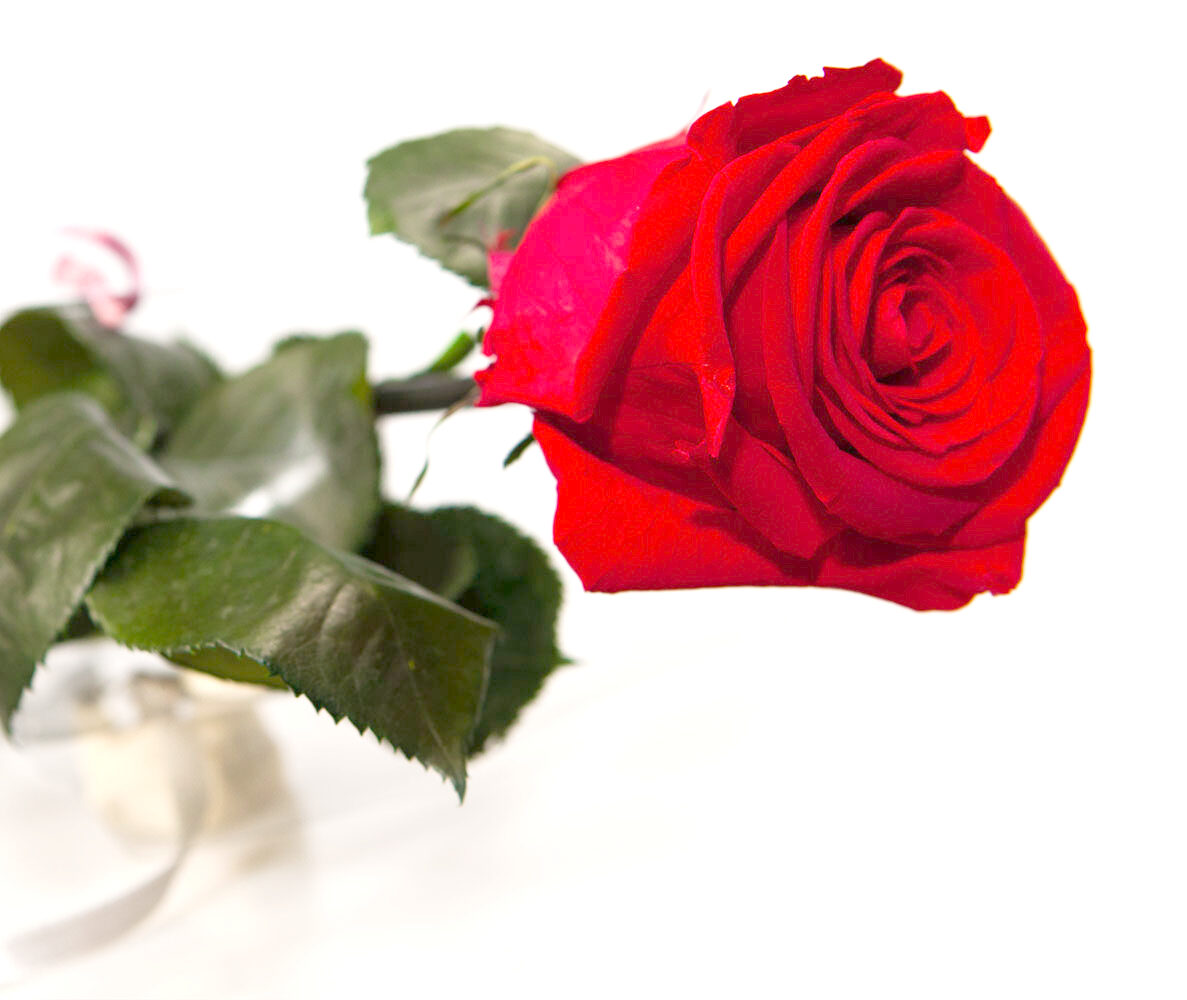 konservierte Rose Red - Rose 40 cm mit Stiel Rot Von Rosen-Te-AMo