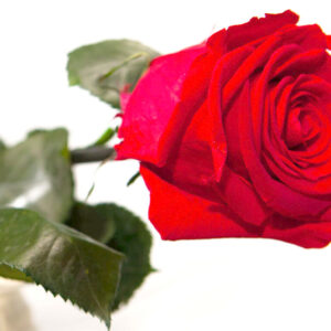 echte rote Rose - Rose 40 cm mit Stiel Rot Von Rosen-Te-AMo