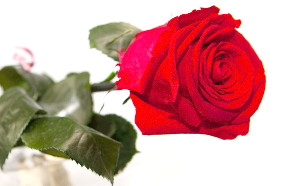 echte rote Rose - Rose 40 cm mit Stiel Rot Von Rosen-Te-AMo