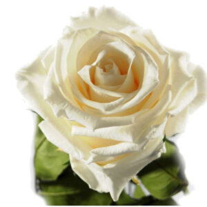 ROSENTEAMO KONSERVIERTE ROSE WHITE - Infinity Rose weiß