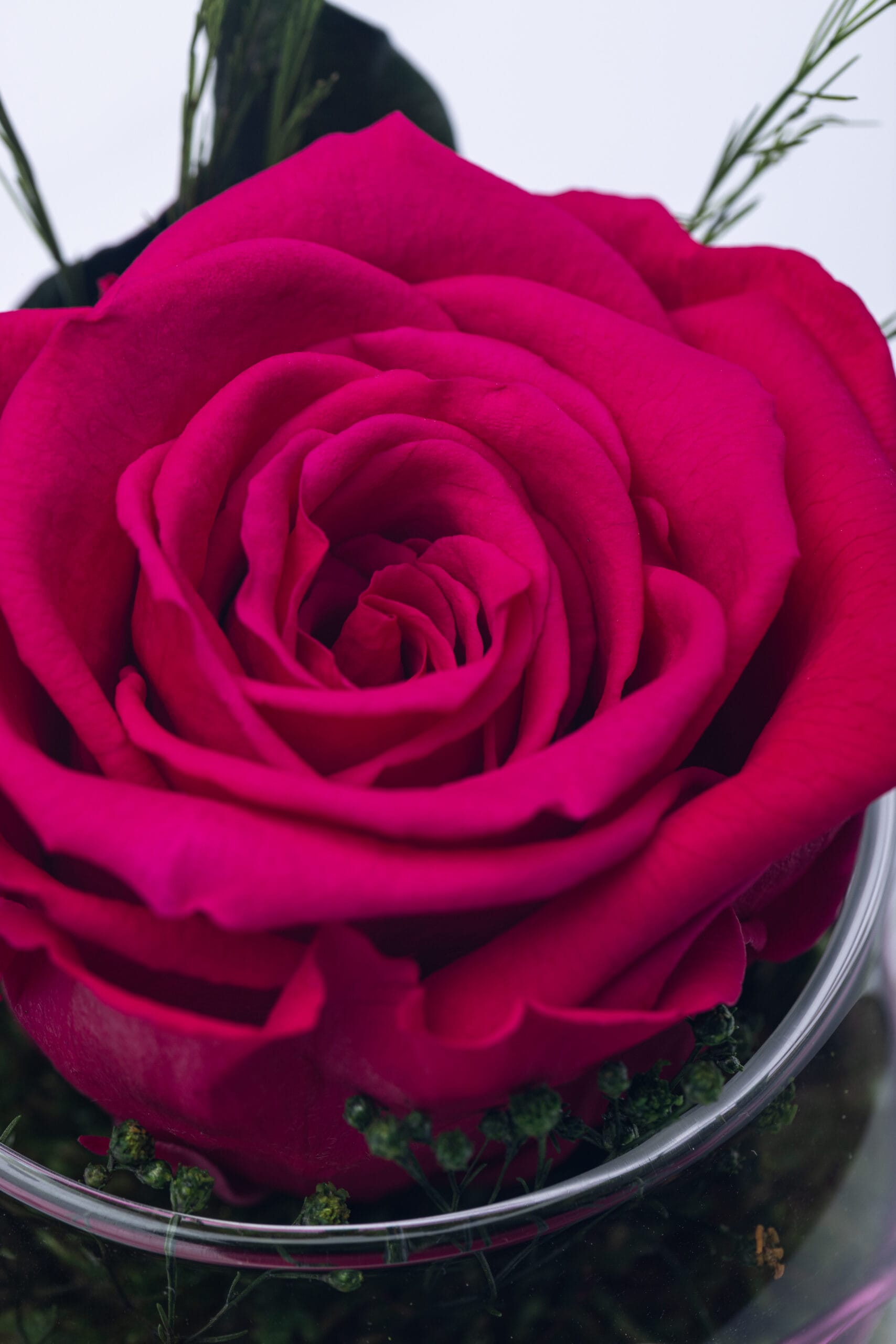 Rosen-Te-Amo magenta Farbe Rosen - haltbare Rosen Geschenke im Kugel Glasvase