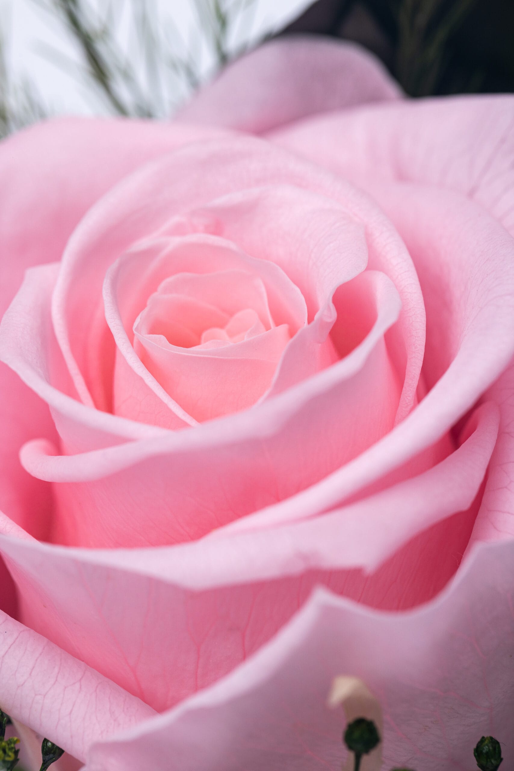 Rosen-Te-Amo Konservierte Rose im Glas pink - Rosengesteck rosa mit Moos und Fogliage außen verziert mit einem rosa Geschenkband und einem transparenten Dekostein