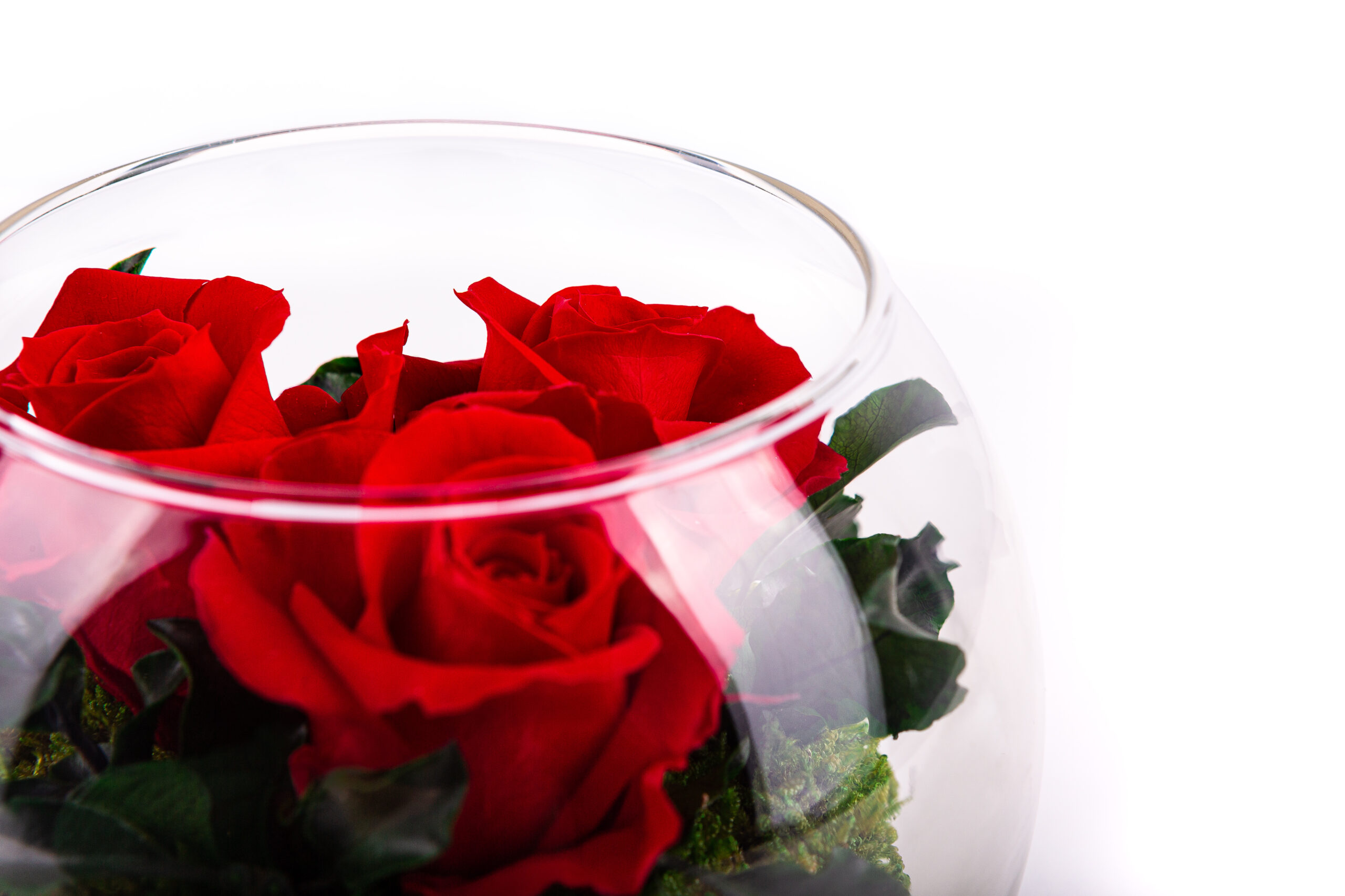 Konservierter Rosenstrauß rot von Rosen-Te-Amo duftender Konservierter Rosenstrauß aus drei zarten Infinity Rosen in einem Rotefarbton und wird kunstvoll mit konserviertem Moos und Blattwerk ergänzt details 2