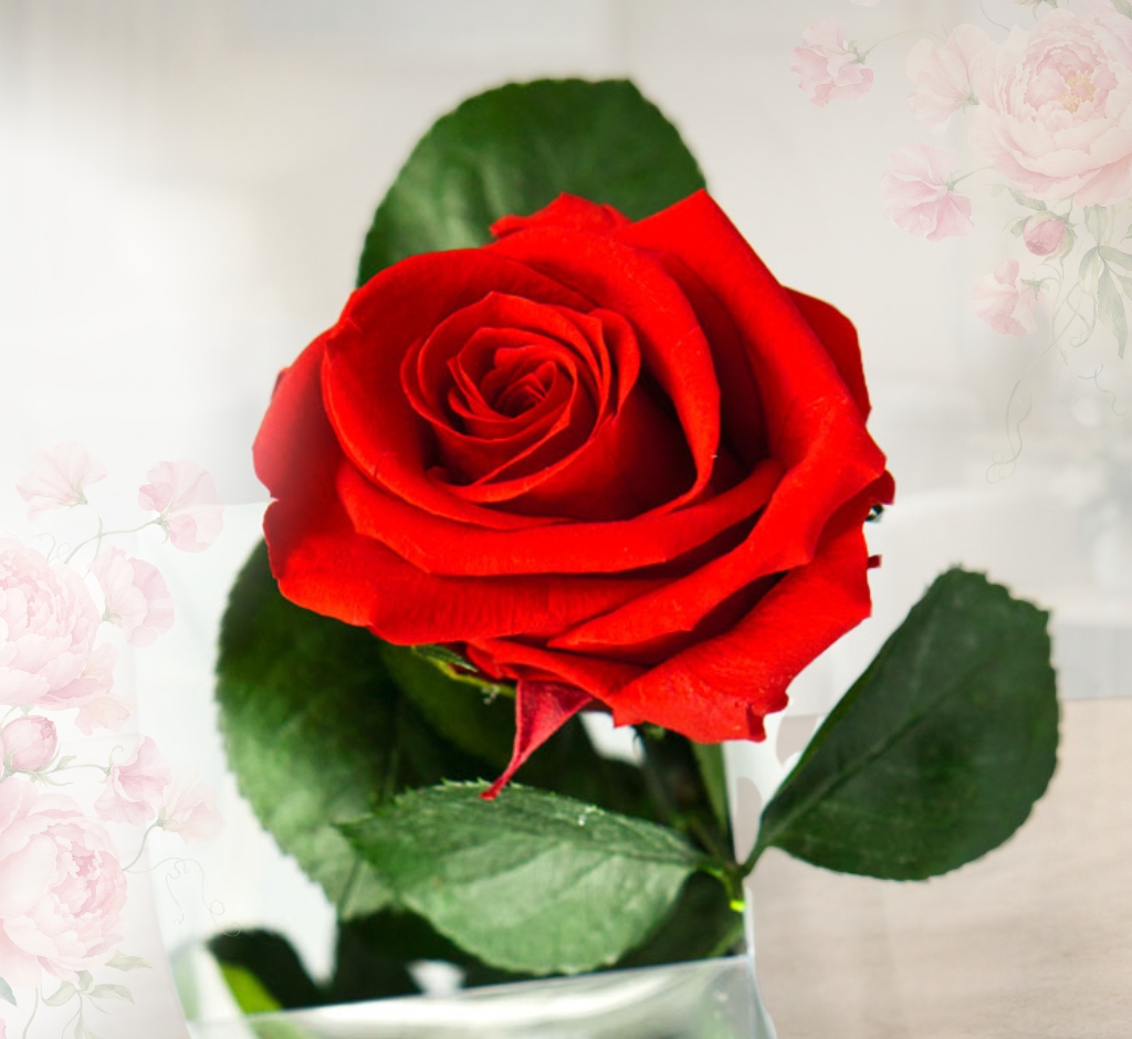 Haltbare Rosen am Stiel rote Rose