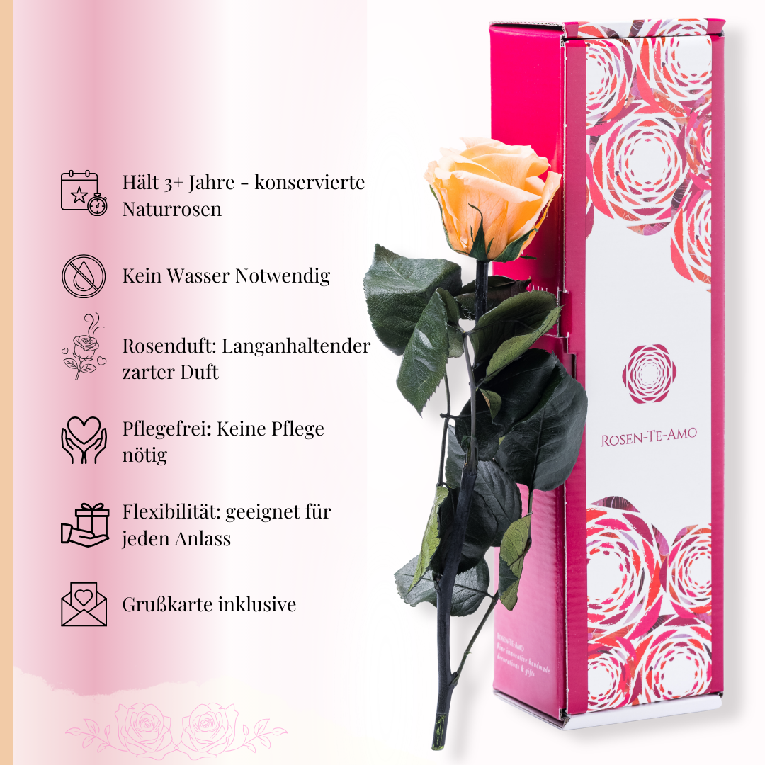 Pflegehinweise - konservierte Rose Pfirsich