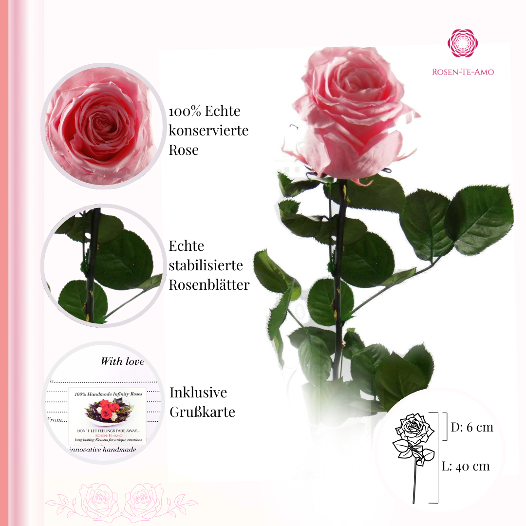 Infinity Rose rosa - am Stiel