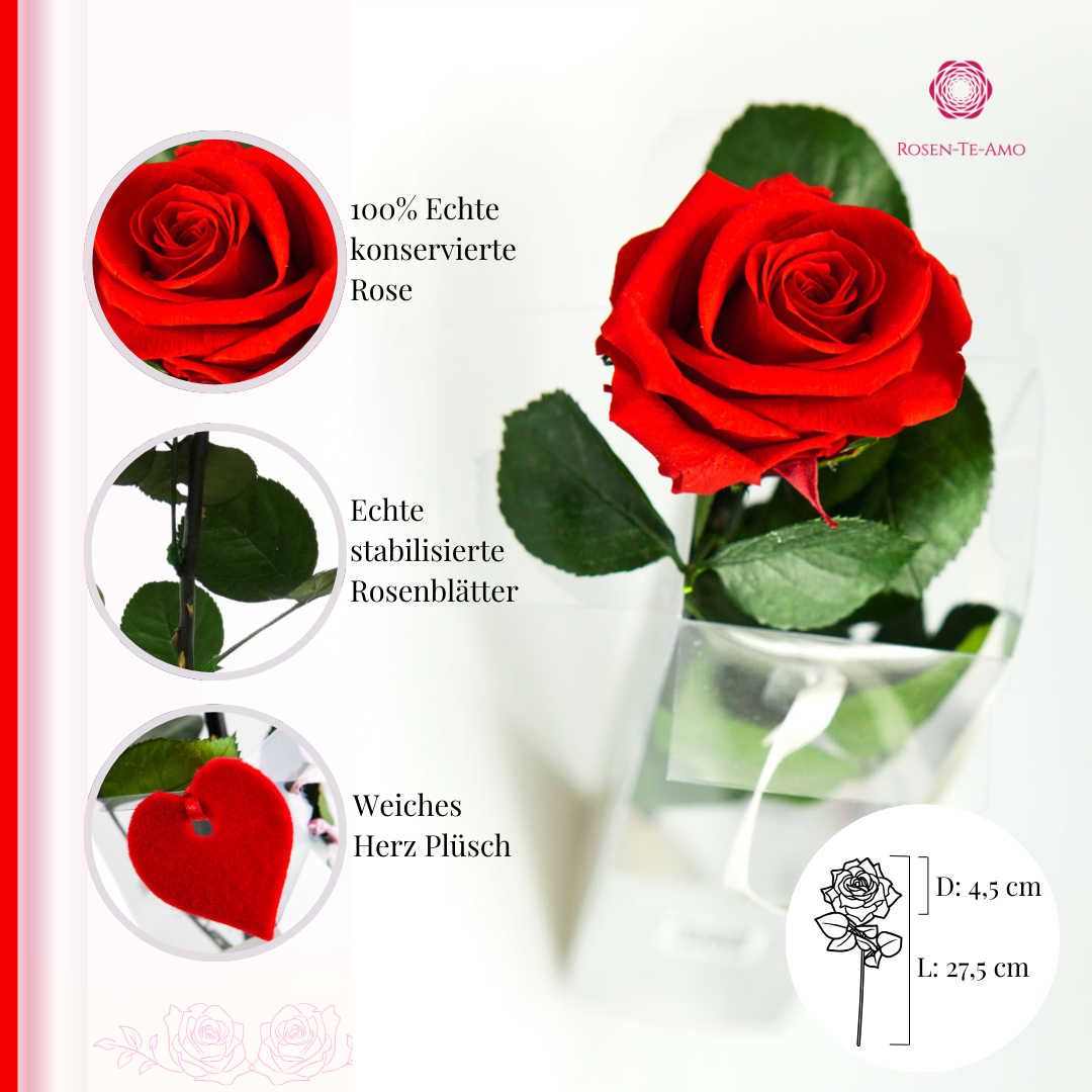 infinity Rose am stiel Rot + Herz Plüsch