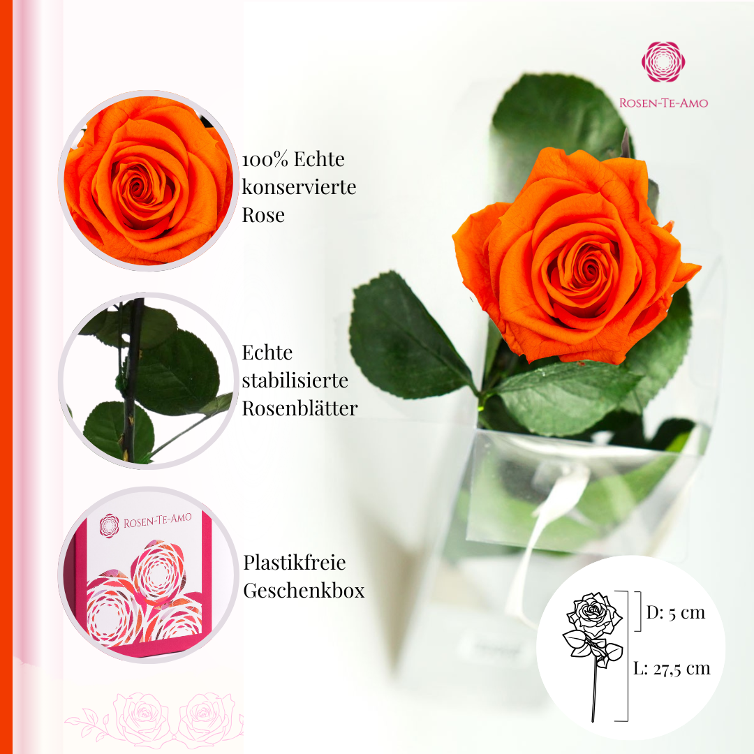Konservierte Rosen am Stiel orange Details