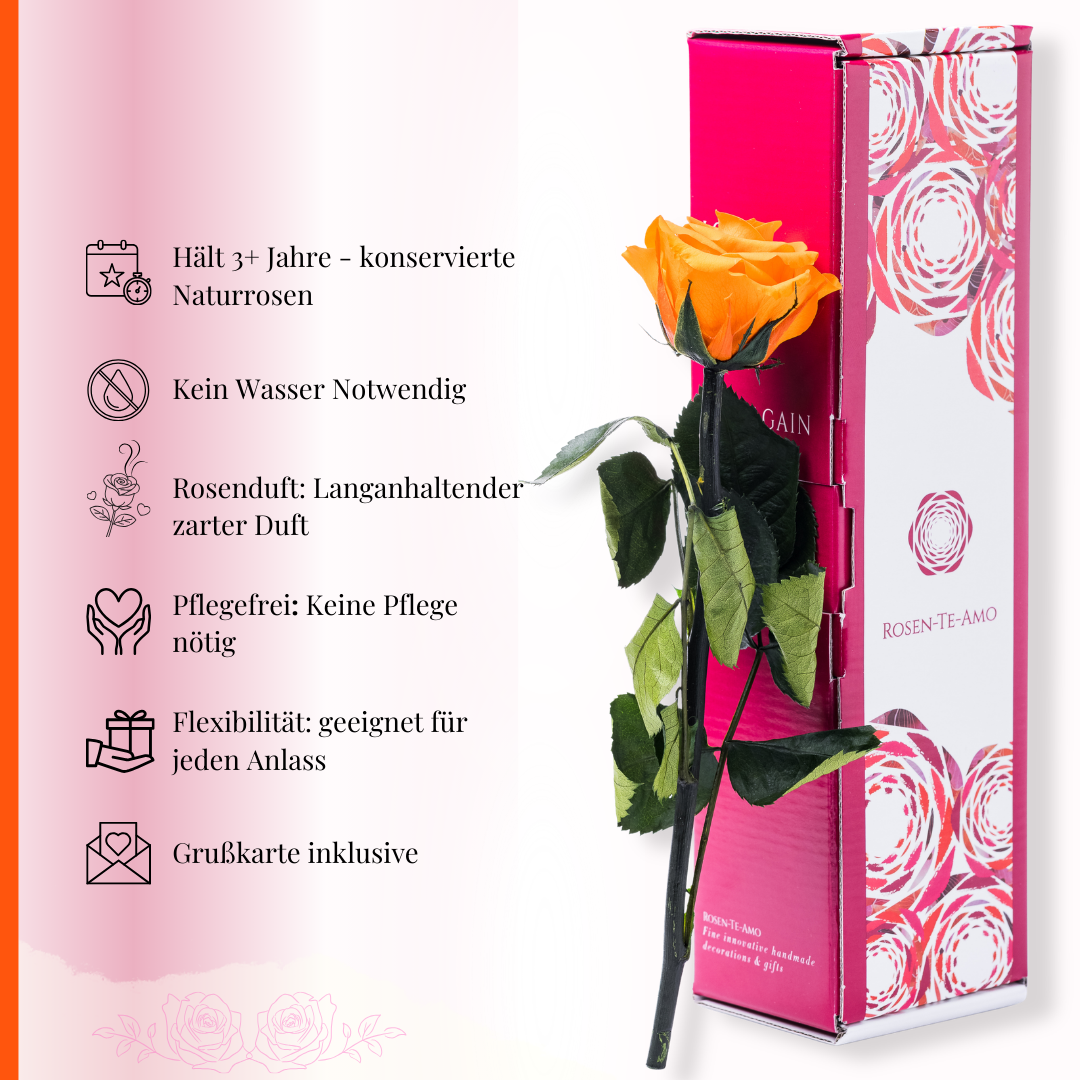 Pflegehinweise Konservierte Rosen am Stiel