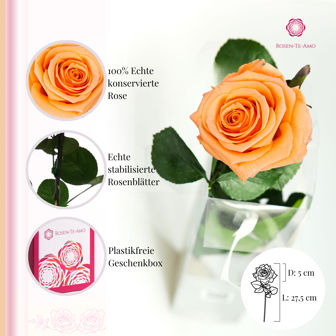 konservierte Rose Pfirsich Rosenbox
