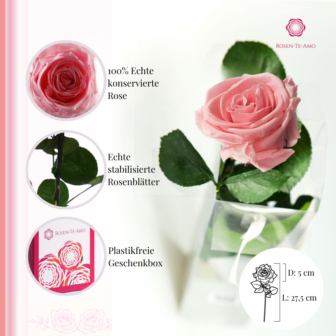 konservierte Rose rosa - Rosenbox
