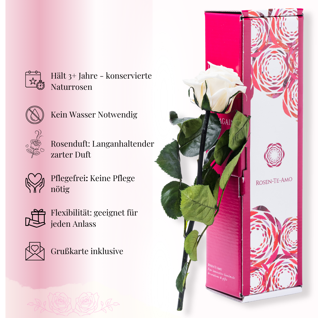 Konservierte Rose am Stiel Weiß Details