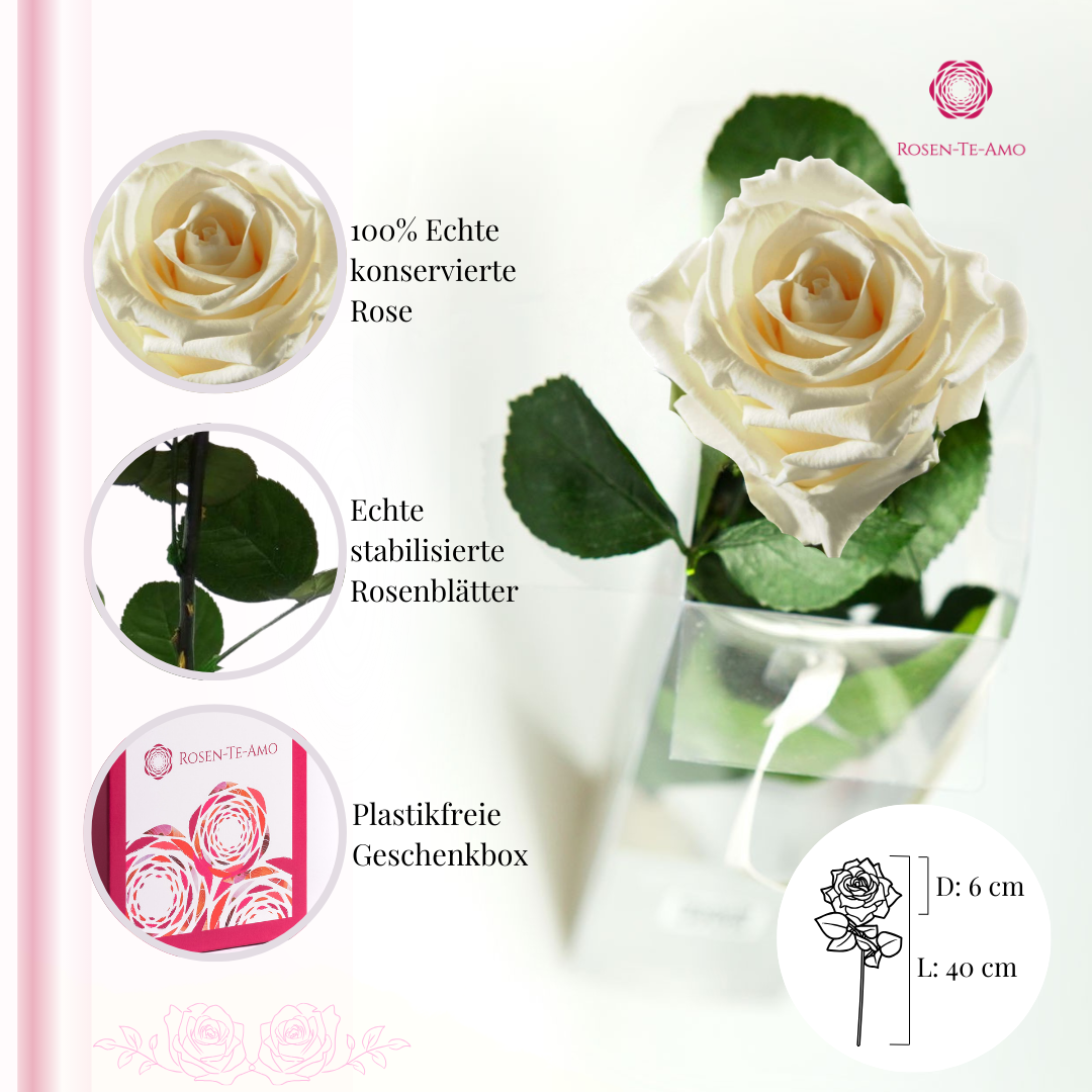 konservierte Rose am Stiel weiß