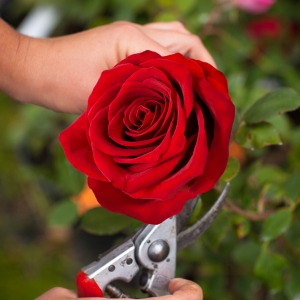 Wie wurde eine Rose ausgewählt