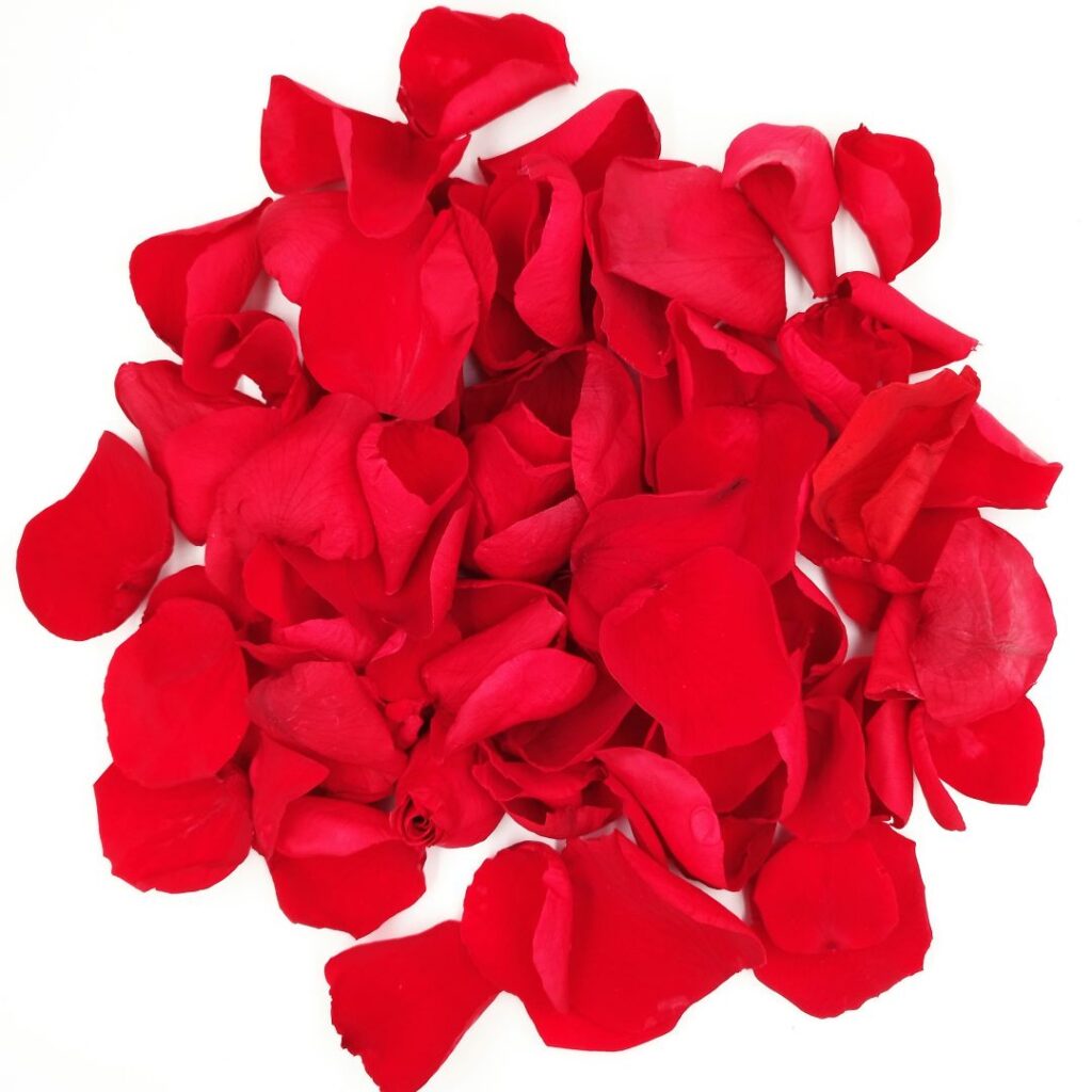 Ewige Rosen Blätter rot