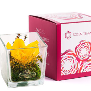 Premium konservierte Orchidee gelbe m Glas: Ein Hauch zeitloser Eleganz