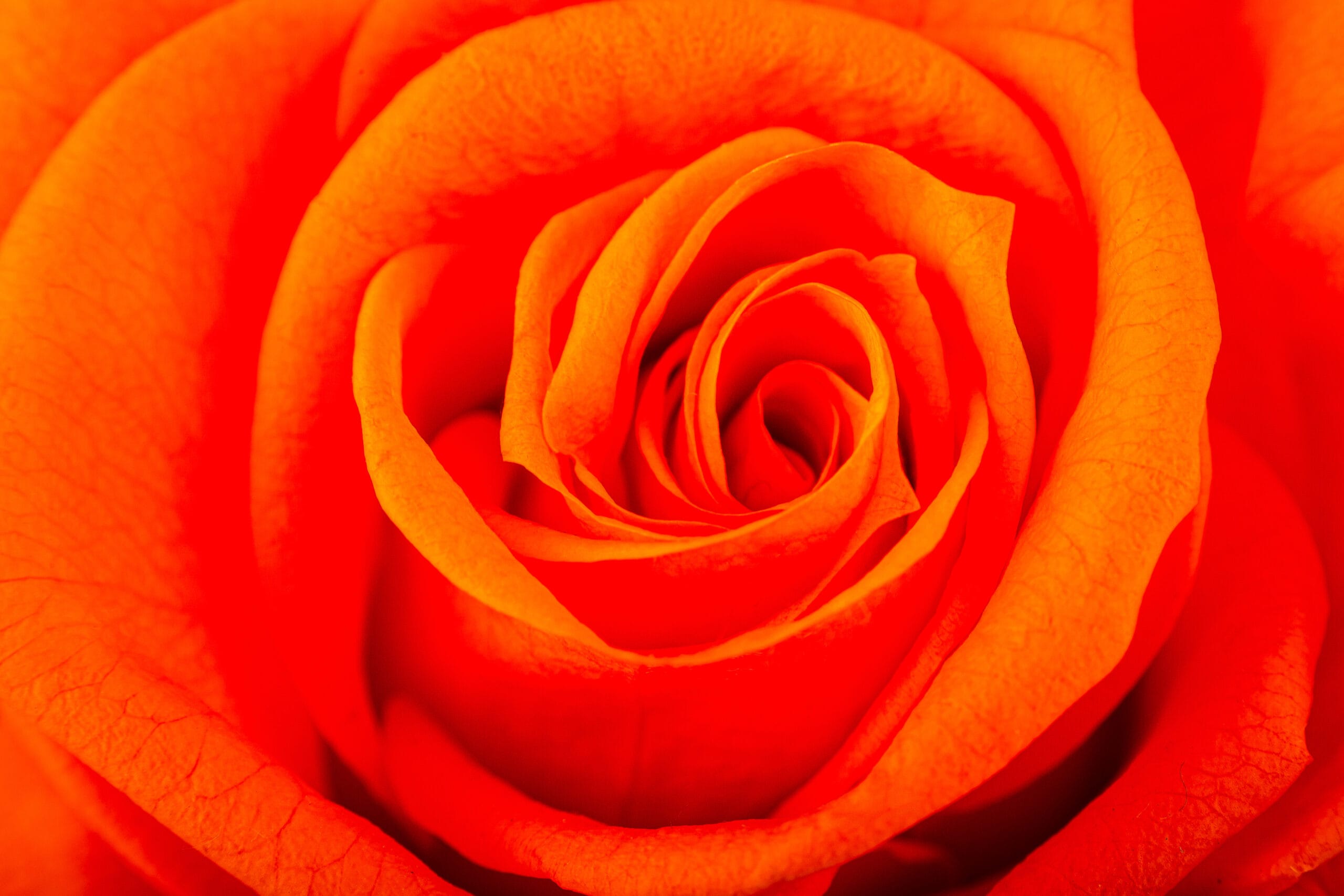 echte konservierte Rosen-mit Stiel orange von Rosen-Te-Amo