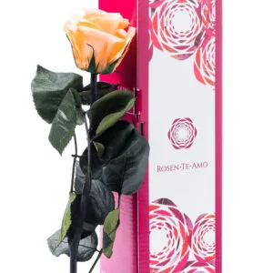 Echte konservierte Rose Pfirsich 27 cm - 3 Jahre haltbar