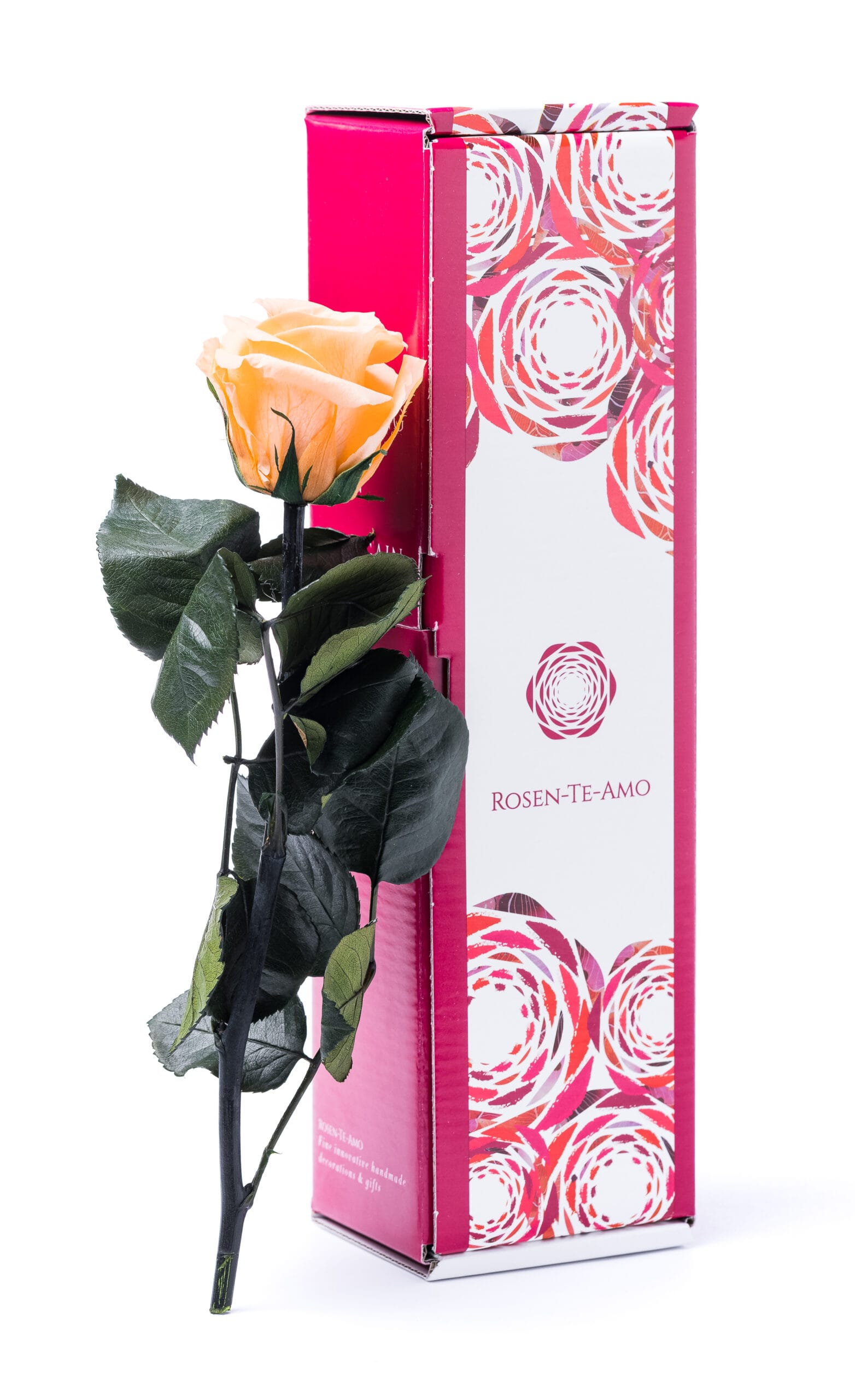 Echte konservierte Rose Pfirsich 27 cm - 3 Jahre haltbar